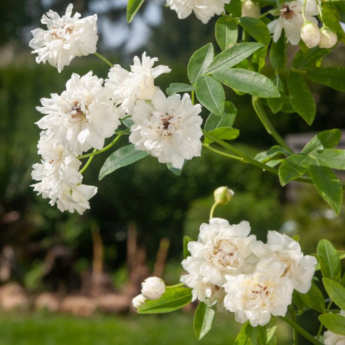 Pianta Rose Rampicanti Senza Spine