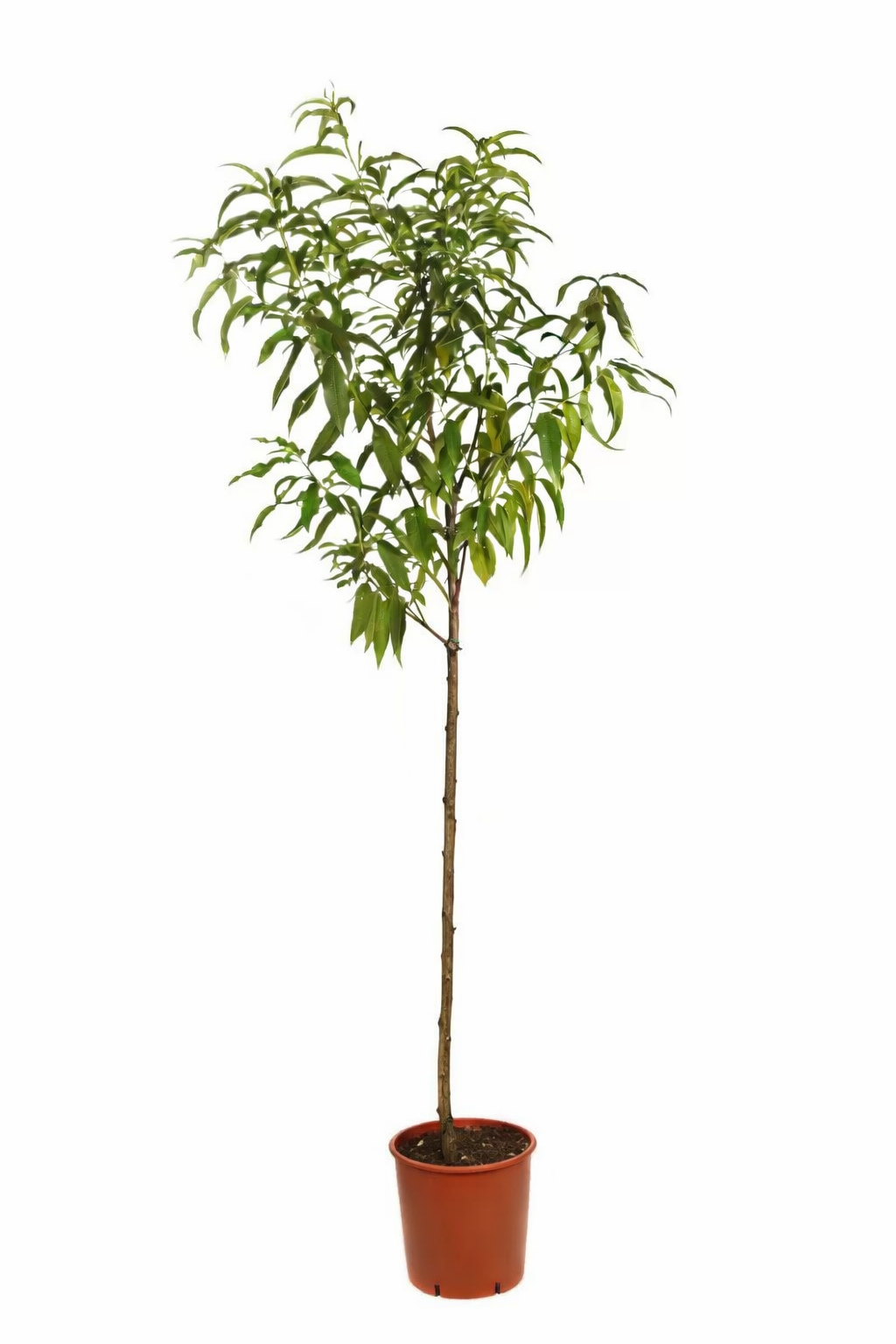 Albero di Percocca BabyGold 5