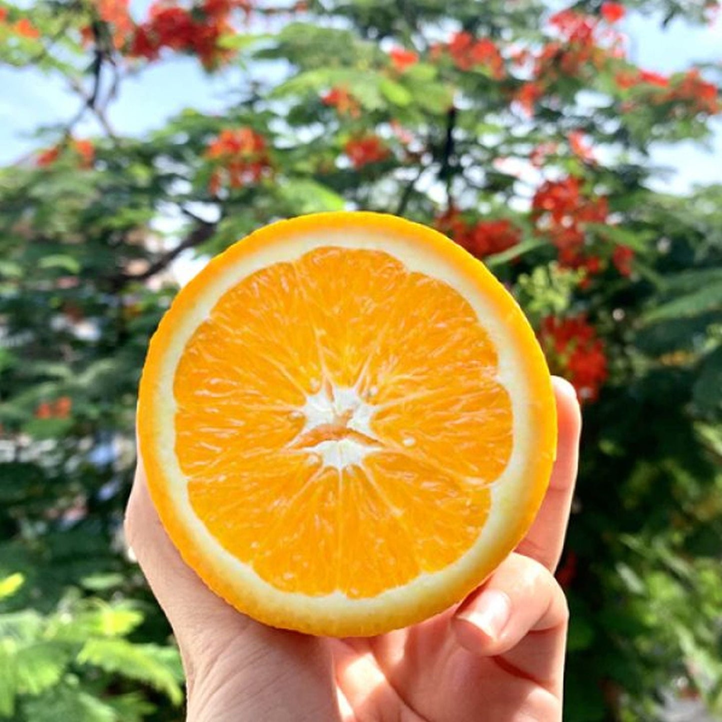 Alberello di Arancio Lanelate