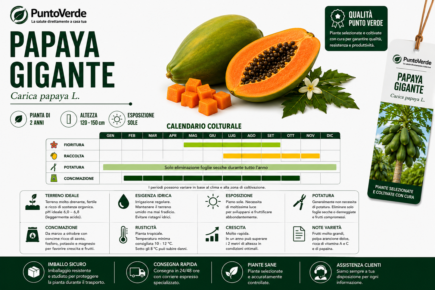 Alberello di Papaya Gigante