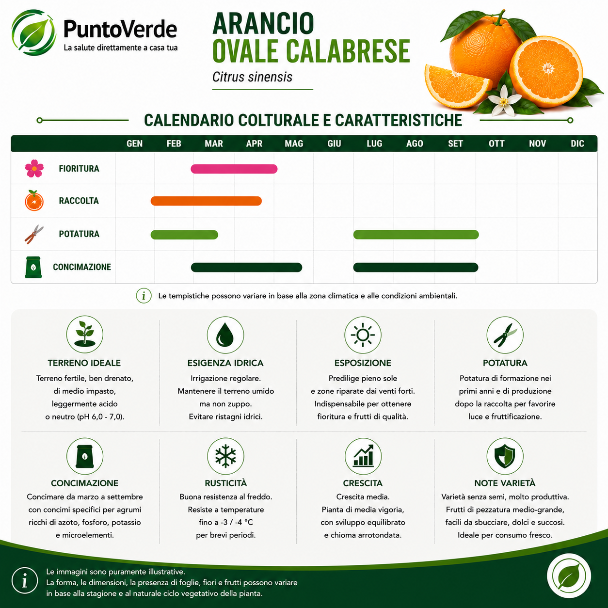 Alberello di Arancio Ovale Calabrese
