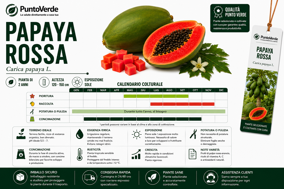 Alberello Rarissimo di Papaya Rossa