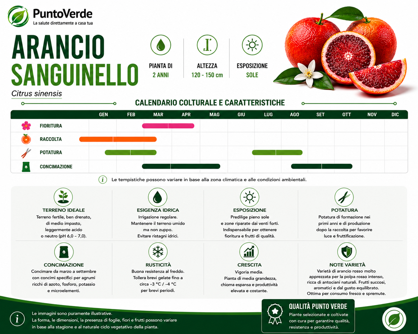 Alberello di Arancio Sanguinello