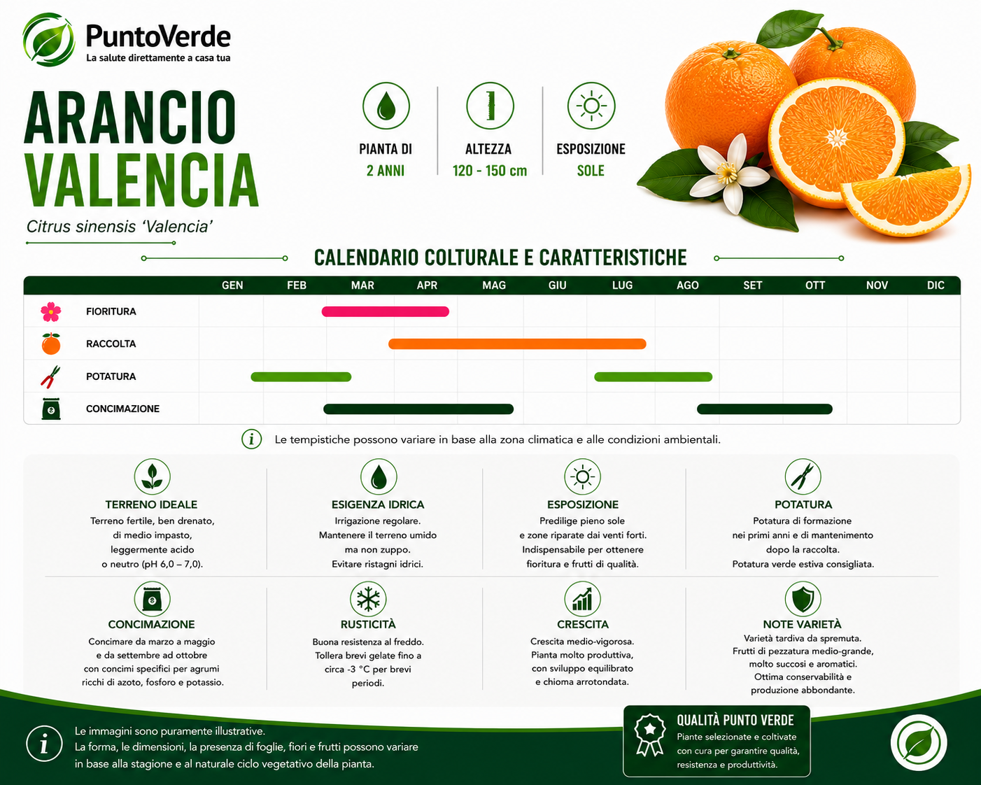 Alberello di Arancio Valencia