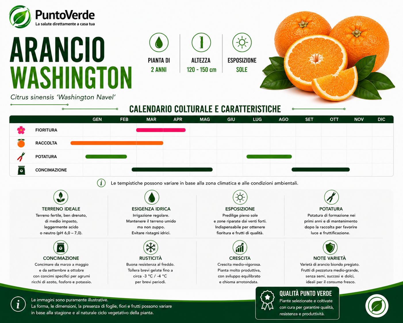 Alberello di Arancio Washington