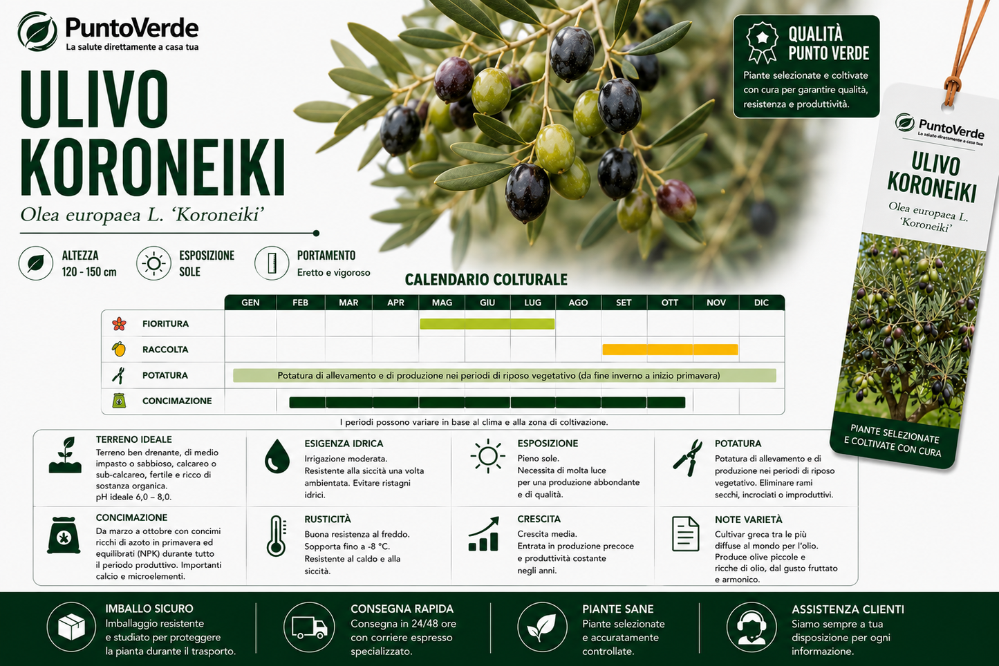 Alberello di Ulivo Koroneiki