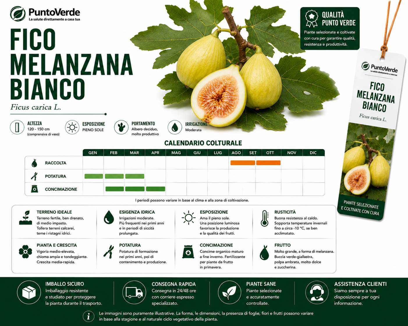 Alberello di Fico Melanzana Bianco