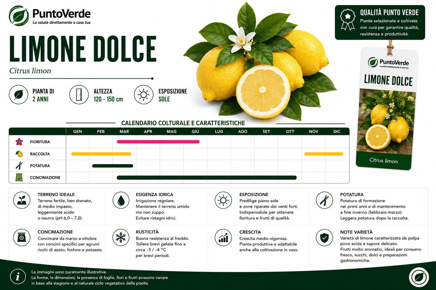 Alberello di Limone Dolce