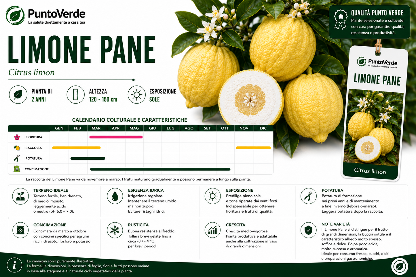 Alberello di Limone Pane