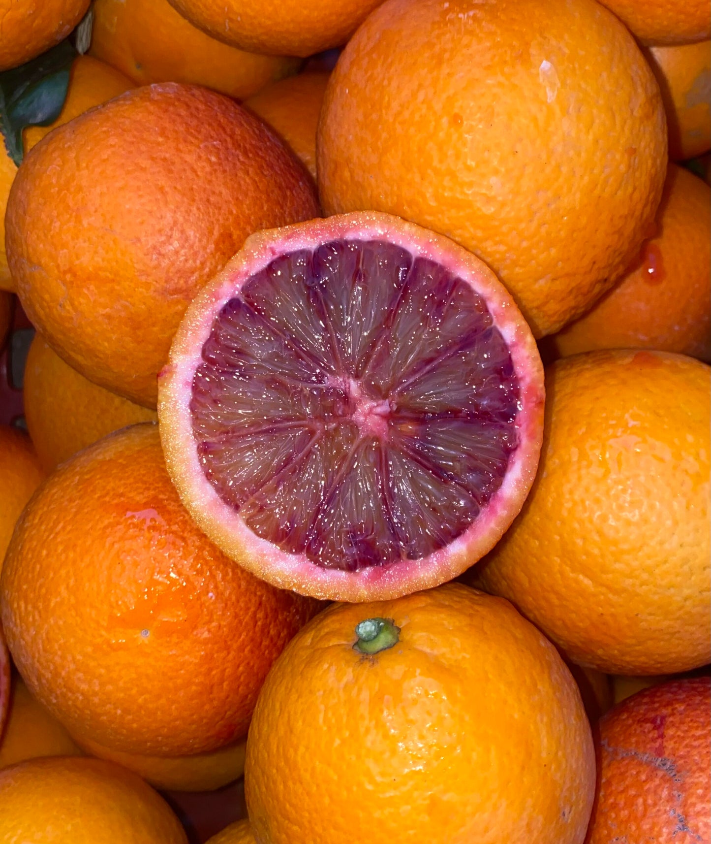 Alberello di Arancio Rosso "Moro"