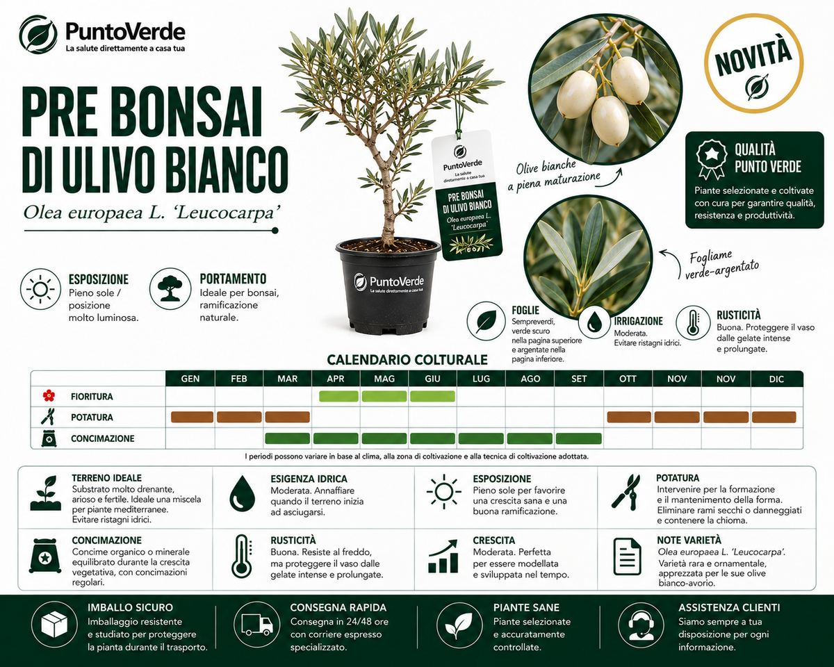 Pre Bonsai di Ulivo Bianco