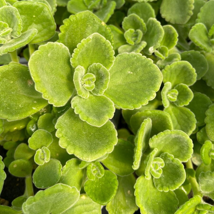 Piantina di Origano al Limone