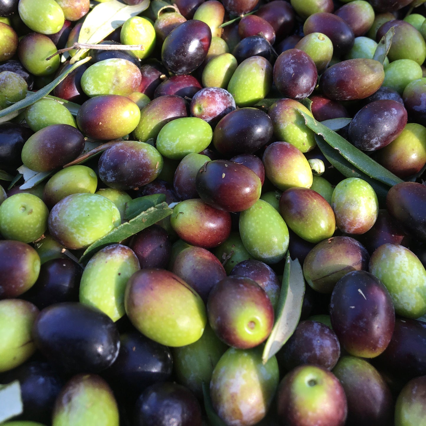 Alberello di Ulivo Taggiasca