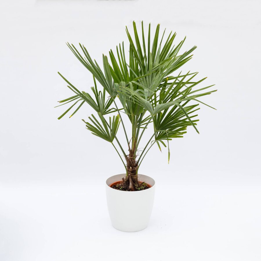 Pianta Chamaerops excelsa