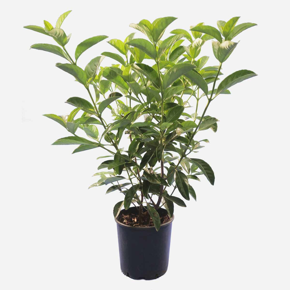 Siepe Viburno lucido