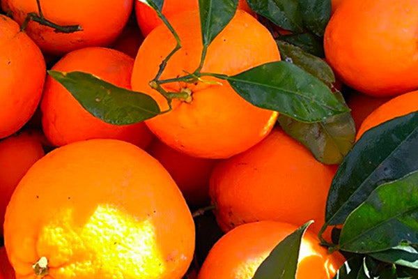 Alberello di Arancio Navelina