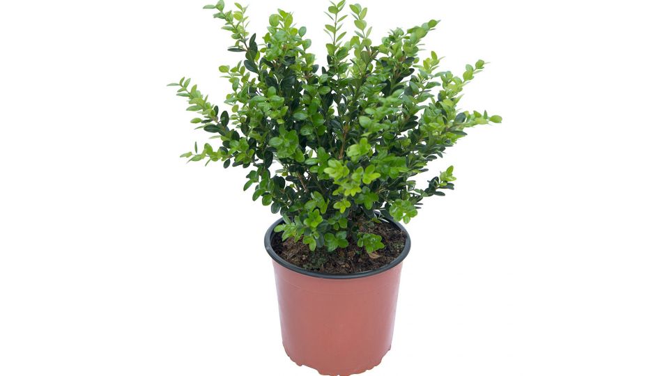 Siepe buxus