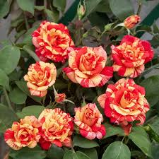 Pianta Rose Rampicanti