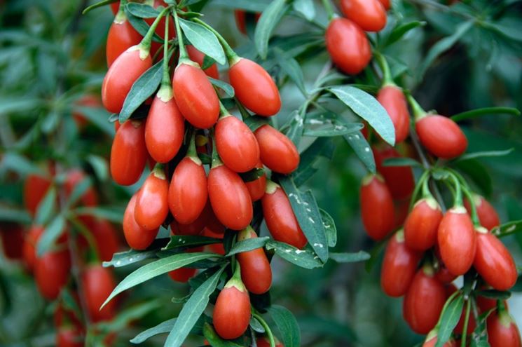 Pianta di Bacche di Goji
