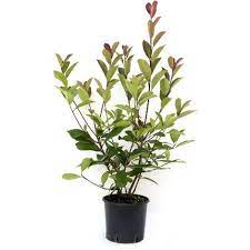 Siepe Photinia