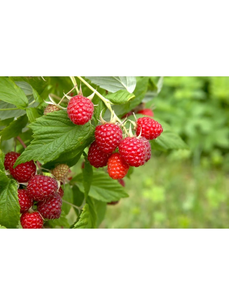 Alberello di Lampone rosso