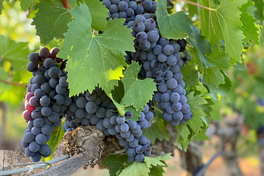 Alberello di Uva Senza Semi Apirena