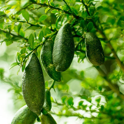 Alberello di Caviale Limone (Finger Lime)