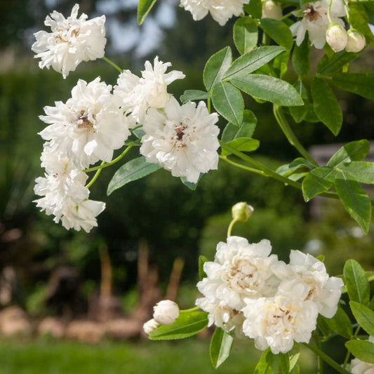 Pianta Rose Rampicanti Senza Spine