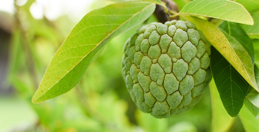 Alberello di Annona Cherimola