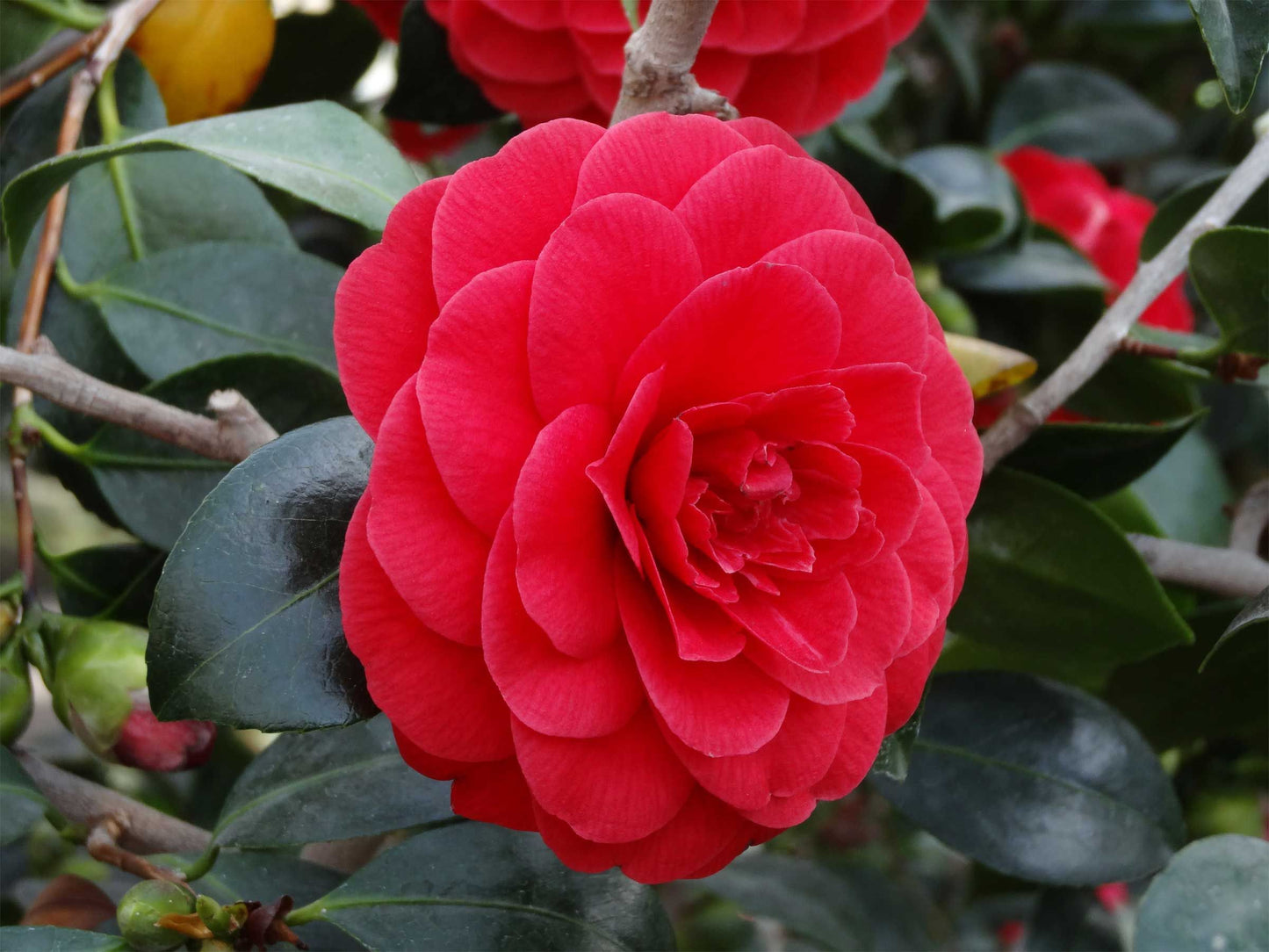 Pianta Camelia