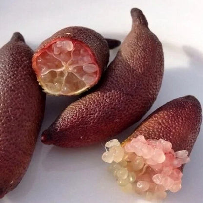 Alberello di Caviale Limone (Finger Lime)