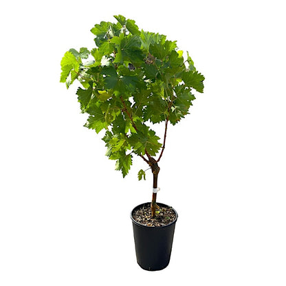 Alberello di Uva Fragola