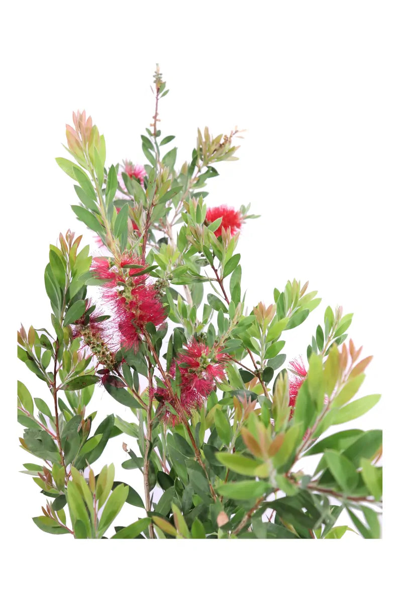 Pianta di Callistemon