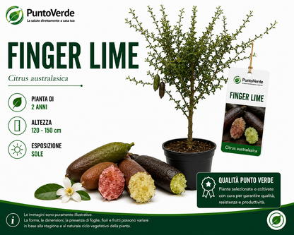Alberello di Caviale Limone (Finger Lime)