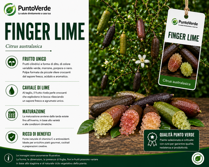 Alberello di Caviale Limone (Finger Lime)