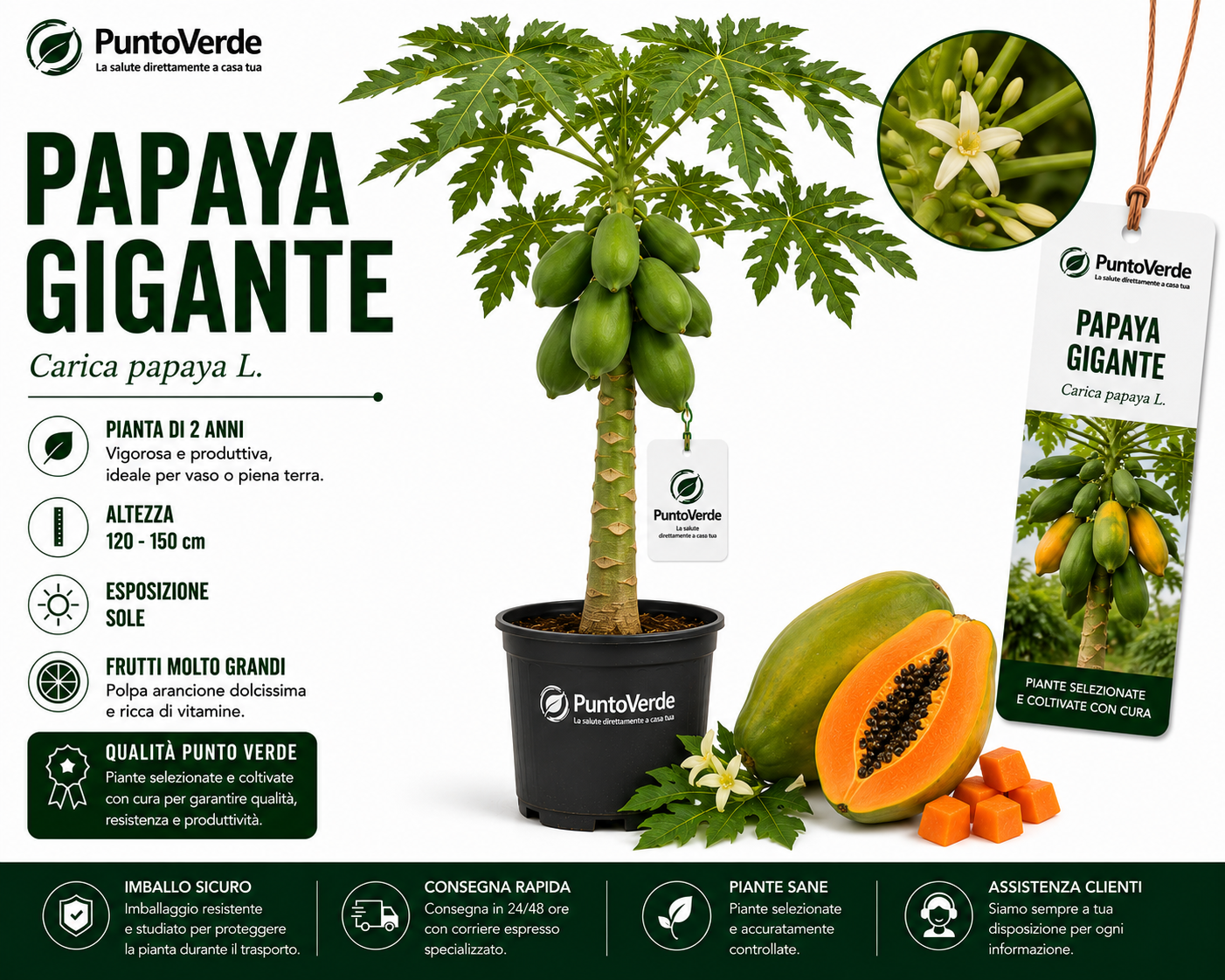 Alberello di Papaya Gigante