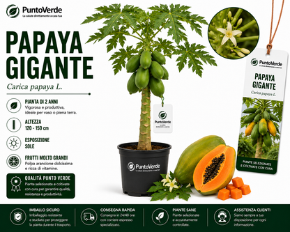 Alberello di Papaya Gigante