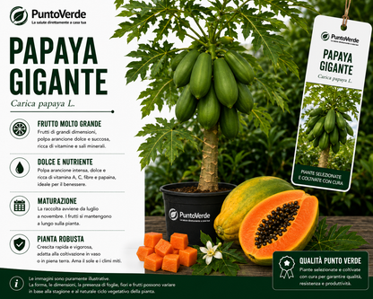 Alberello di Papaya Gigante
