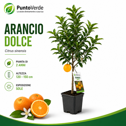 Alberello di Arancio Dolce