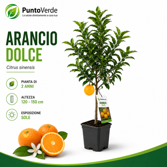 Alberello di Arancio Dolce