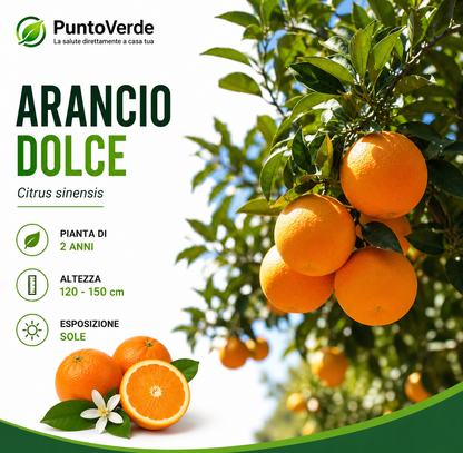 Alberello di Arancio Dolce