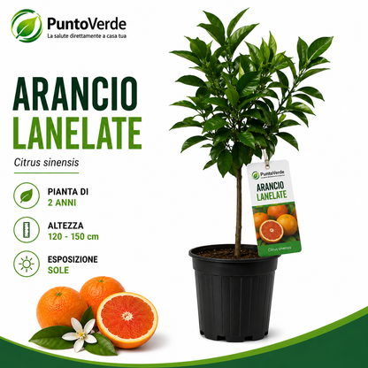 Alberello di Arancio Lane Late
