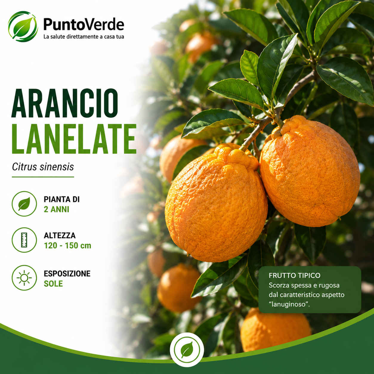 Alberello di Arancio Lane Late