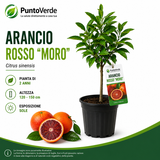 Alberello di Arancio Rosso "Moro"
