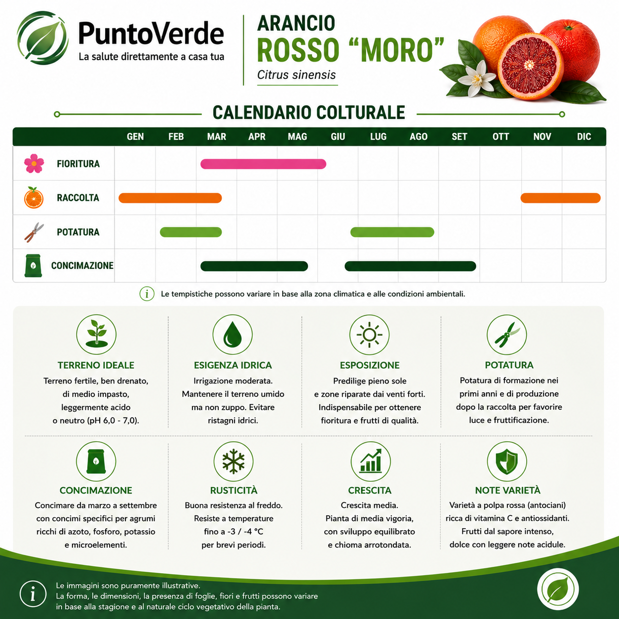 Alberello di Arancio Rosso "Moro"