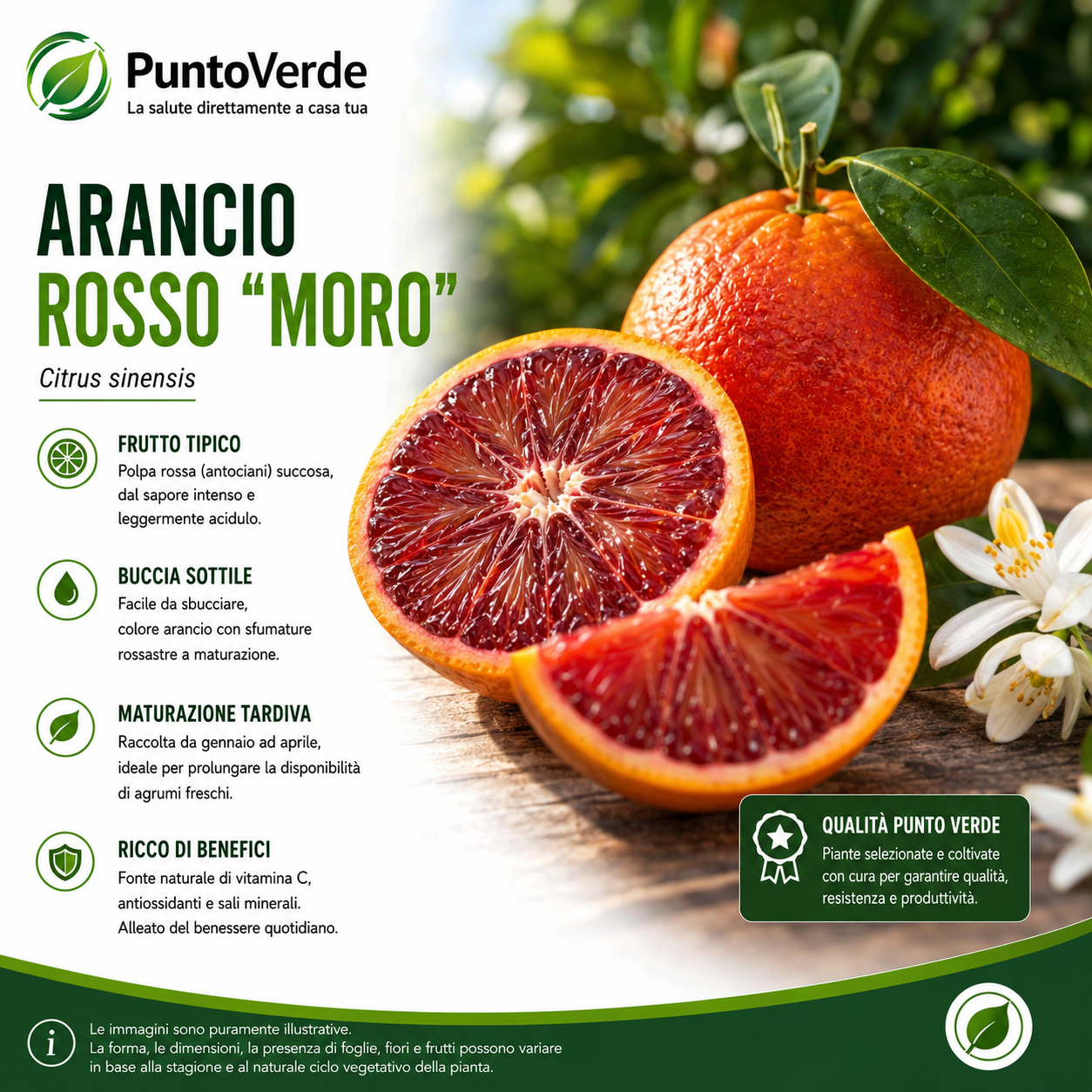 Alberello di Arancio Rosso "Moro"