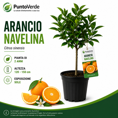 Alberello di Arancio Navelina