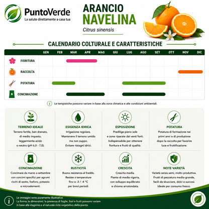 Alberello di Arancio Navelina