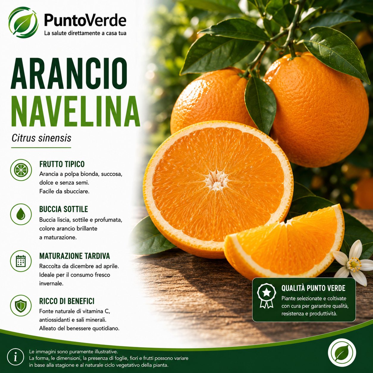 Alberello di Arancio Navelina