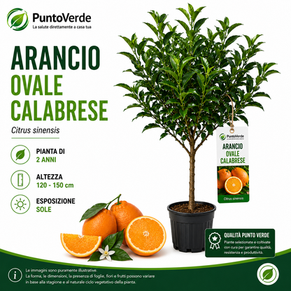 Alberello di Arancio Ovale Calabrese